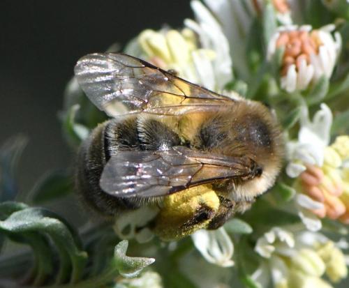 Andrena sp.